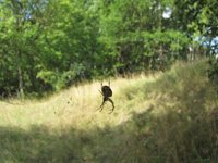 spindel_200