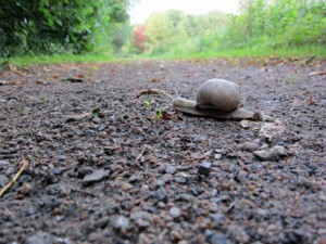 winbsnigel1_410