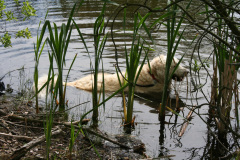 badhund_1024