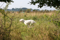 dalmatiner_1024