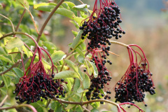 fladerbar_1024