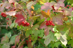 red_berries_1024