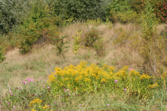 renfana_1024