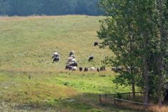 sheeps1_1024
