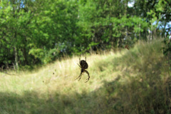 spindel_1024
